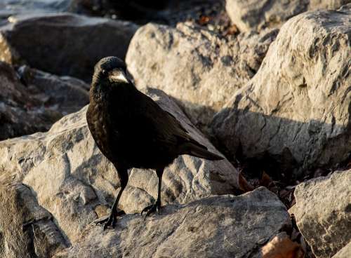 Common Raven Raven Crow Black Bird Animal