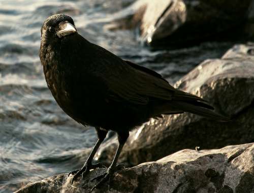 Common Raven Raven Crow Bird Animal Animal World