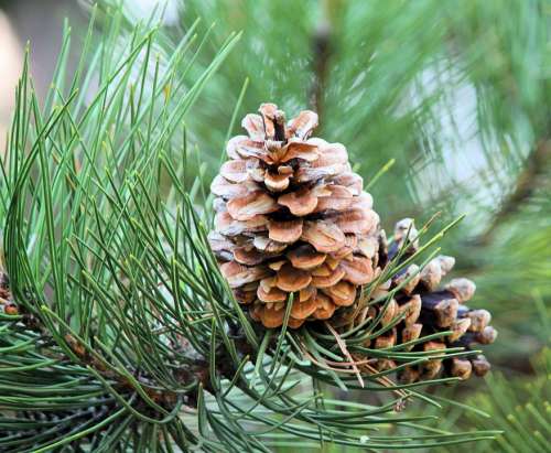 Cone Tree Pine Evergreen Winter