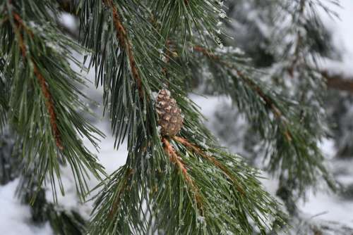 Cone Nature Evergreen Snow