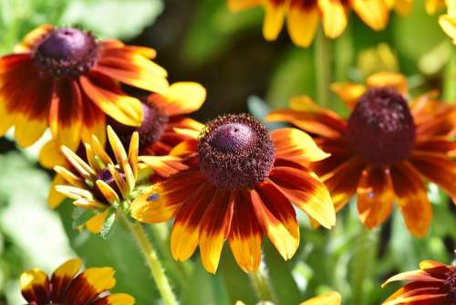 Coneflower Blossom Bloom Petal Yellow Flower