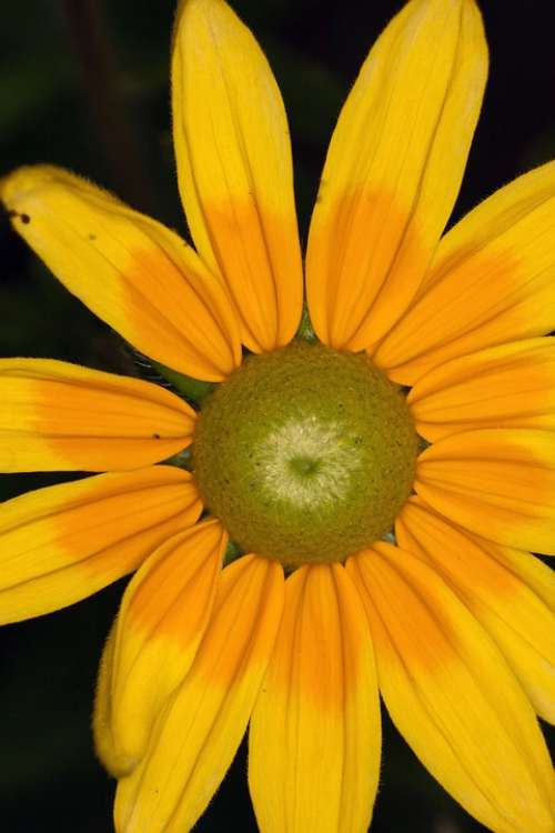 Coneflower Yellow Flower Macro