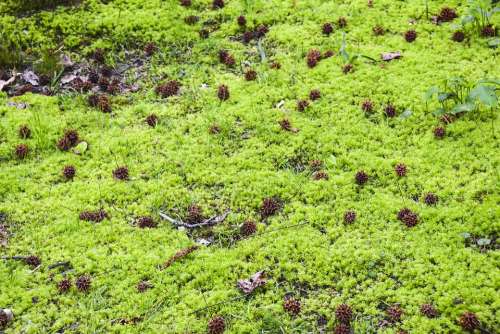 Cones Moss Swamp Green Plant Water Dirt