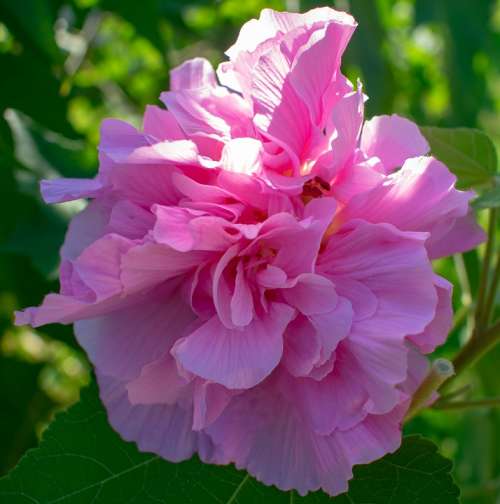 Confederate Rose Pink Flower Bloom Floral Plant