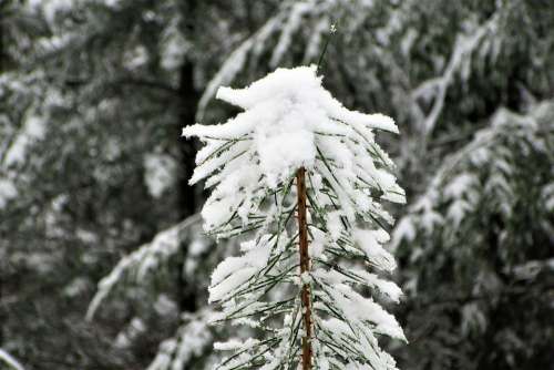 Conifer Grow Forest Natural Winter Pattern