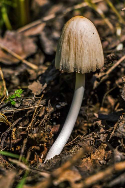 Coprinus Mushroom Fungus Autumn Plant