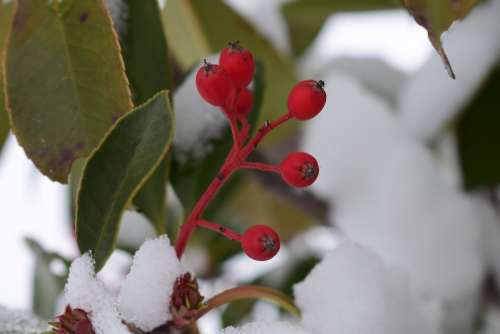 Coral Rowan Winter Contrast Landscape Cold Snow