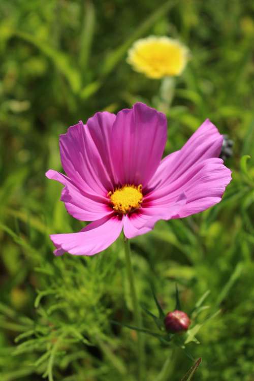 Coreopsis Purple Flower Wildflower