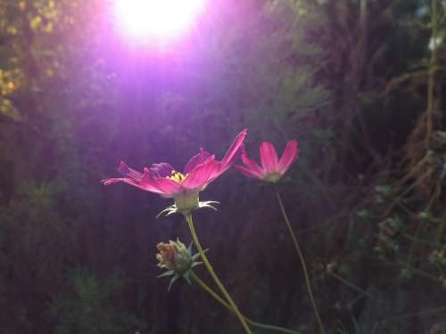 Coreopsis Cosmos Bipinnatus Flower Pedals Pink