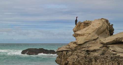 Cormorant Bird Water Bird Coast Animal Water Sea