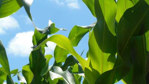 Corn Green Agriculture Food Nature Field Summer