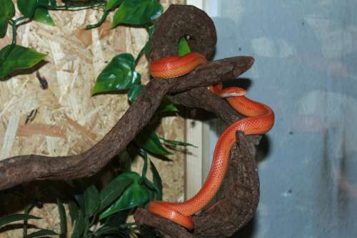 Corn Snake Snake Terraristik Non Toxic Scale