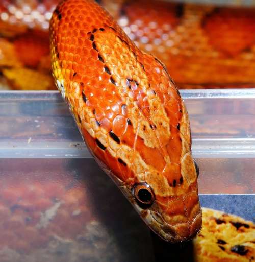 Corn Snake Snake Reptile Scale Terraristik