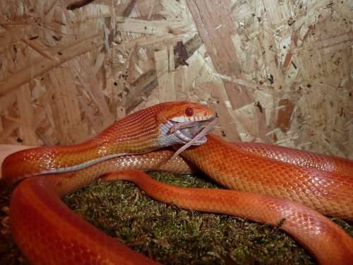 Corn Snake Snakes Terraristik Non Toxic Scale