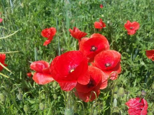 Cornflower Klatschmohn Poppy Flower Red Cornfield