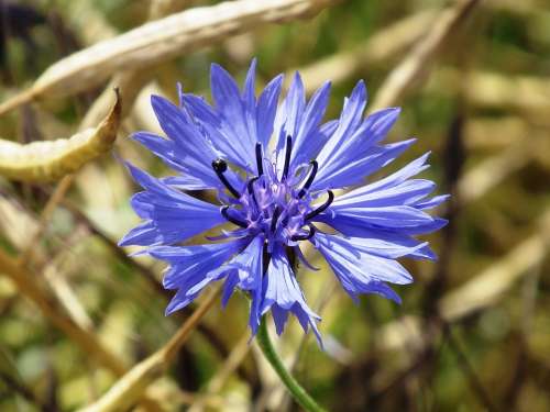 Cornflower Blue Blossom Bloom Flower Summer