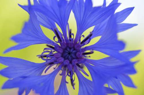 Cornflower Blossom Bloom Blue Violet Nature Flower