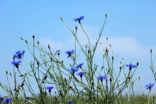 Cornflowers Wildflowers Meadow Blue Flowers Flowers