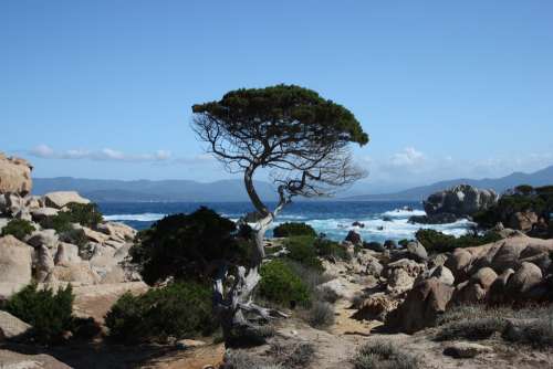 Corsica Tree Sea