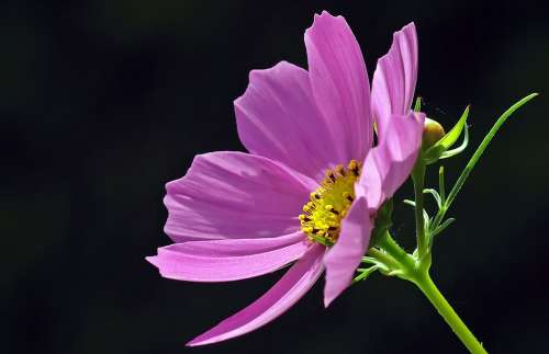 Cosmea Blossom Bloom Cosmos Kosmee Light Purple