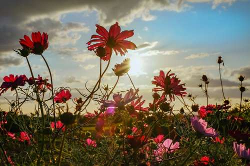 Cosmea Flowers Bloom Evening Sun Backlighting