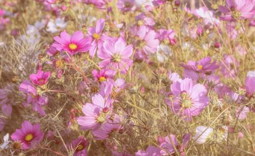 Cosmea Flowers Bloom Nature Flower Meadow Blossom