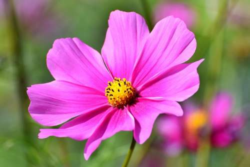 Cosmea Flower Cosmos Blossom Bloom Pink Plant