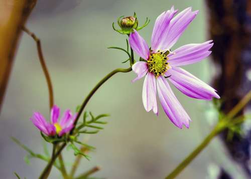 Cosmos Flower Pink Bloom Cosmea Nature Plant