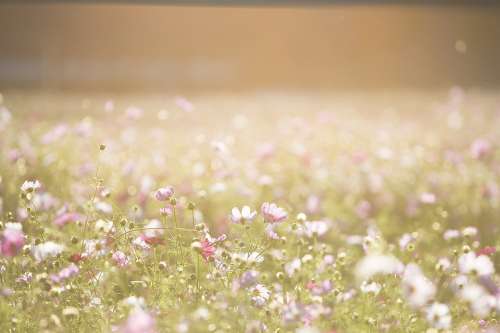 Cosmos Flowers Flowers Meadow Nature Summer