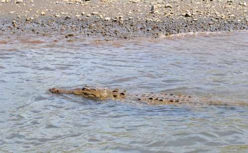 Costa Rica Croc Crocodile Swamp Dangerous Nature