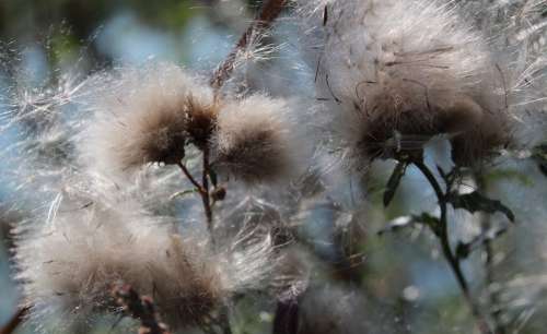 Cottongrass Seeds Nature Plant