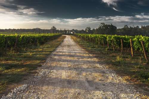 Country Lane Gravel Road Tuscany Way Path Grape