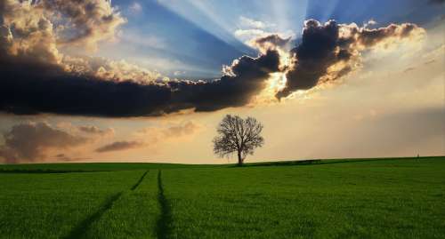 Countryside Tree Landscape Sunlight Nature Sky