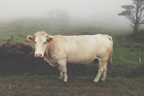 Cow Foggy Rural Countryside Fog Animal Grass
