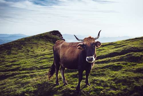 Cow Agricultural Livestock Bovine Rural Nature