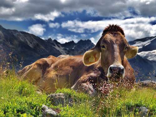 Cow Alps Cattle Mountains Rest Landscape Laziness