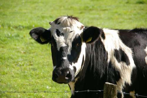 Cow Beef Black White Milk Cow Animal
