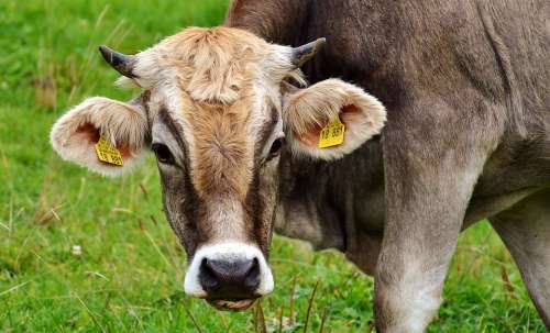 Cow Allgäu Cows Ruminant Dairy Cattle Pasture