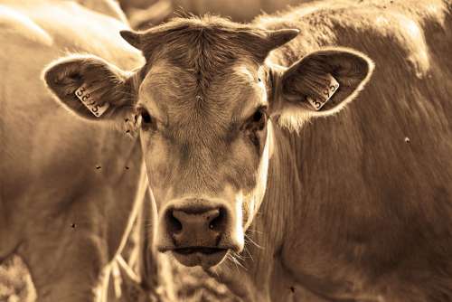 Cow Animal Mammal Bovine Horns Ear Tags Standing