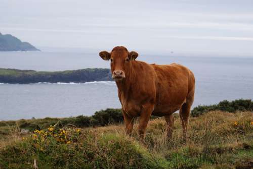 Cow Beef Cattle Landscape Livestock