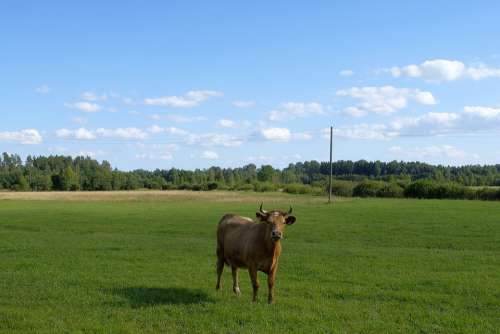 Cow Landscape Grass Nature Outdoor Sky