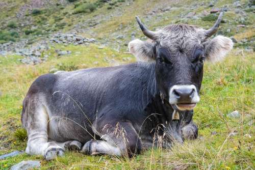 Cow Beef Ox Bull Horns