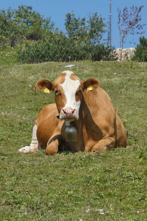 Cow Pasture Mountains Austria Rehashing Alps