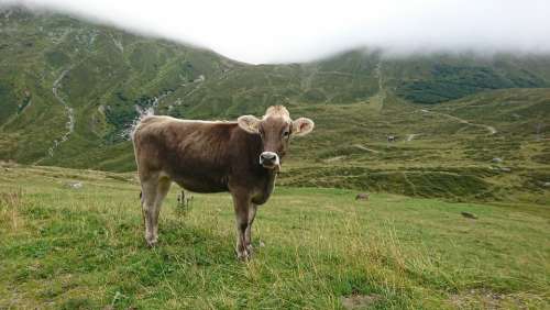 Cow Landscape Freilebend Animal Cattle Agriculture