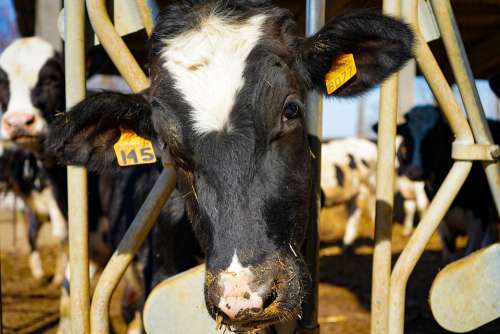Cow Frisian Friesian Cows Spotted Bovino Breeder