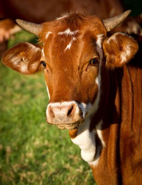 Cow Calf Cattle Stock Brown Young Face Horns