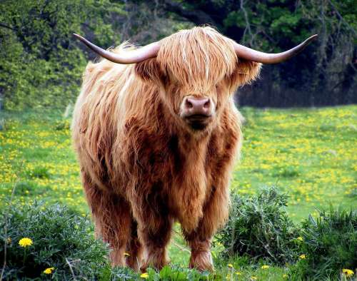 Cow Bull Horns Shaggy Pasture Field Grass