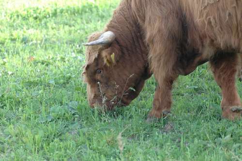 Cow Beef Bull Highlands Fur Brown Meadow