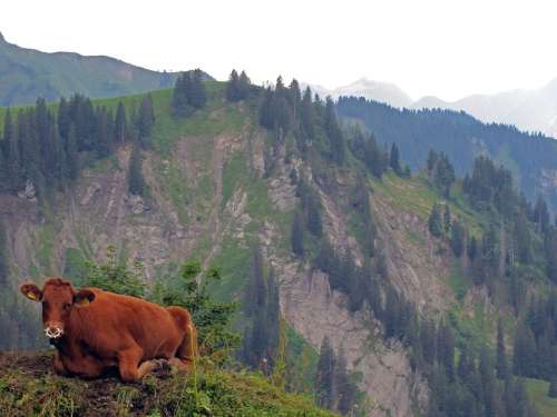 Cow Calf Economy Switzerland Cattle Beef Cows