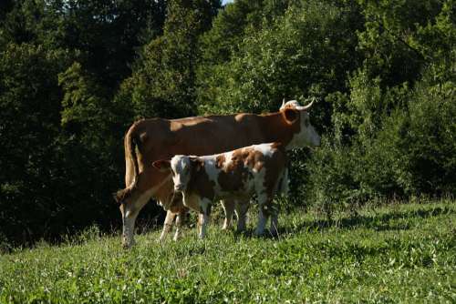Cow Animal Farm Cattle Nature Milk Farming